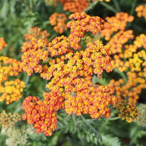 Achillea umbellata 'Walther Funcke' ---